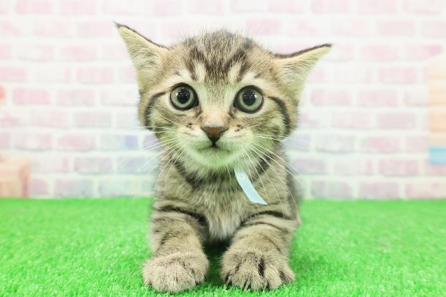 千葉県のミヌエット (Coo&RIKU市原店/2025年11月23日生まれ/男の子/ブラウンタビー)の子猫の1枚目の画像