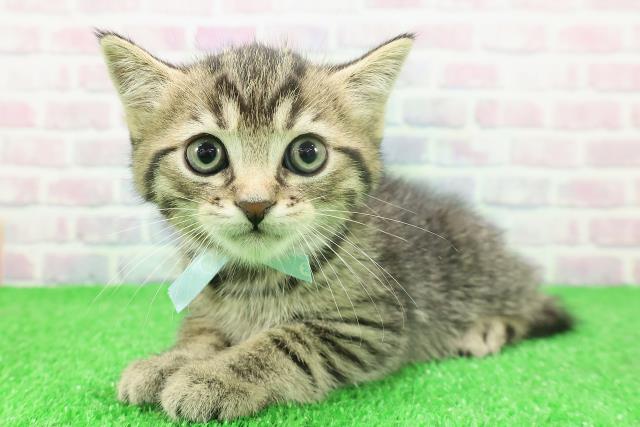 千葉県のミヌエット (Coo&RIKU市原店/2025年11月23日生まれ/男の子/ブラウンタビー)の子猫の2枚目の画像