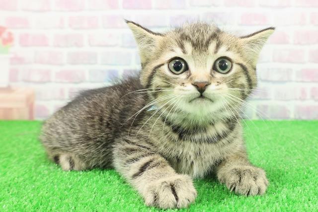 千葉県のミヌエット (Coo&RIKU市原店/2025年11月23日生まれ/男の子/ブラウンタビー)の子猫の3枚目の画像