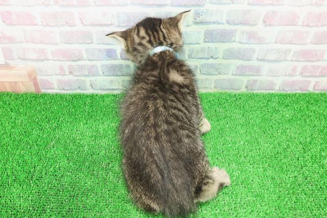 千葉県のミヌエット (Coo&RIKU市原店/2025年11月23日生まれ/男の子/ブラウンタビー)の子猫の4枚目の画像