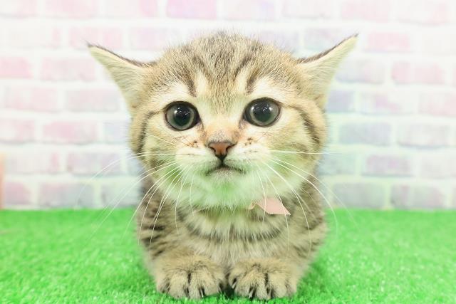 東京都のミヌエット (Coo&RIKU中野サンモール店/2025年11月23日生まれ/女の子/ブラウンタビー)の子猫の1枚目の画像