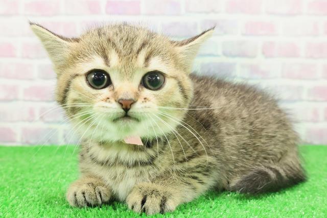 東京都のミヌエット (Coo&RIKU中野サンモール店/2025年11月23日生まれ/女の子/ブラウンタビー)の子猫の2枚目の画像
