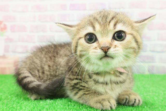 東京都のミヌエット (Coo&RIKU中野サンモール店/2025年11月23日生まれ/女の子/ブラウンタビー)の子猫の3枚目の画像