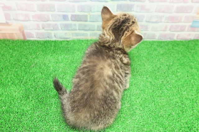 東京都のミヌエット (Coo&RIKU中野サンモール店/2025年11月23日生まれ/女の子/ブラウンタビー)の子猫の4枚目の画像