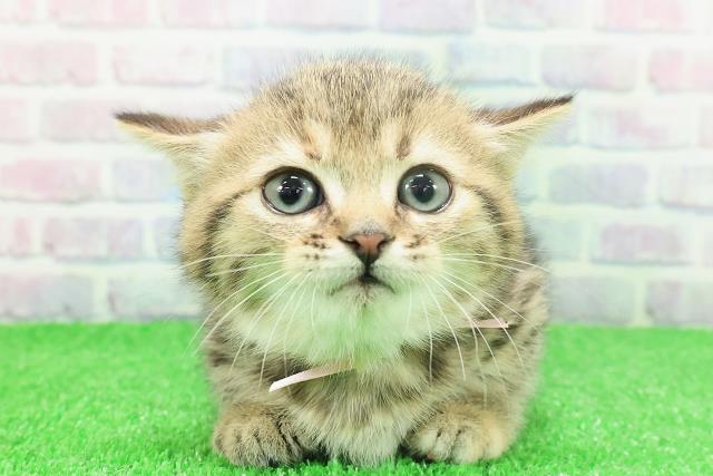 東京都のミヌエット (Coo&RIKU池袋西口店/2025年11月23日生まれ/女の子/ブラウンパッチドタビー)の子猫の1枚目の画像