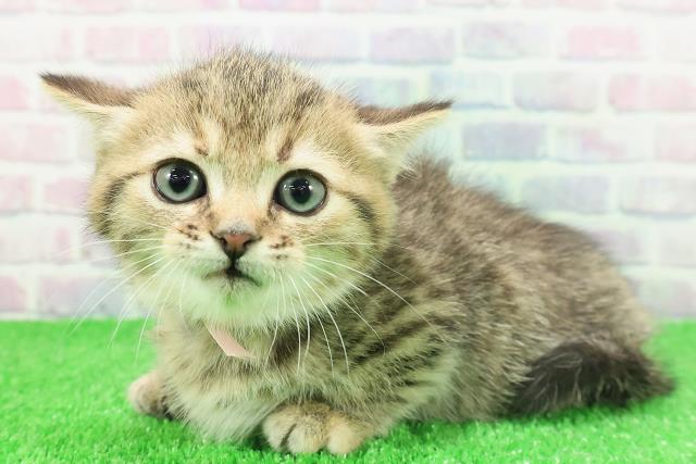 東京都のミヌエット (Coo&RIKU池袋西口店/2025年11月23日生まれ/女の子/ブラウンパッチドタビー)の子猫の2枚目の画像