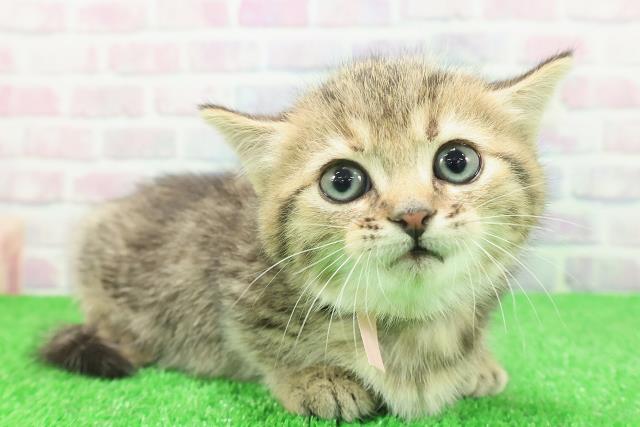 東京都のミヌエット (Coo&RIKU池袋西口店/2025年11月23日生まれ/女の子/ブラウンパッチドタビー)の子猫の3枚目の画像