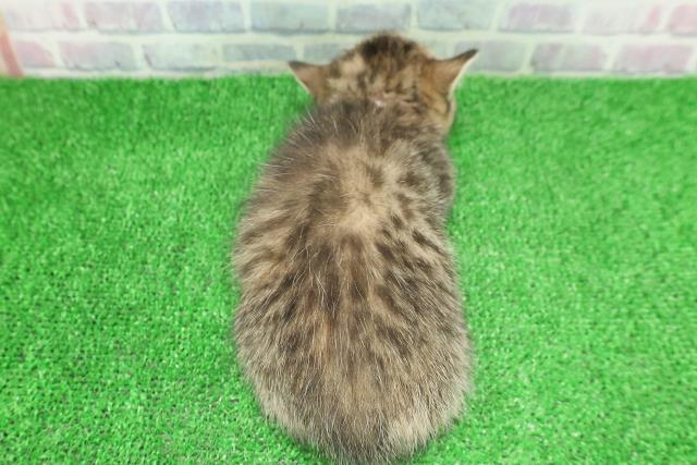 東京都のミヌエット (Coo&RIKU池袋西口店/2025年11月23日生まれ/女の子/ブラウンパッチドタビー)の子猫の4枚目の画像