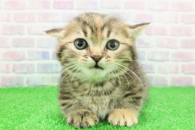 東京都のミヌエット (Coo&RIKU自由が丘店/2025年11月23日生まれ/女の子/ブラウンパッチドタビー)の子猫の1枚目の画像