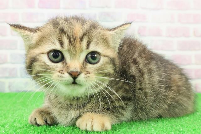 東京都のミヌエット (Coo&RIKU自由が丘店/2025年11月23日生まれ/女の子/ブラウンパッチドタビー)の子猫の2枚目の画像