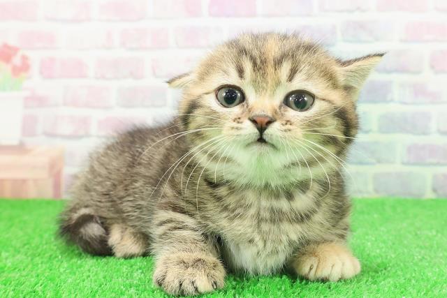 東京都のミヌエット (Coo&RIKU自由が丘店/2025年11月23日生まれ/女の子/ブラウンパッチドタビー)の子猫の3枚目の画像