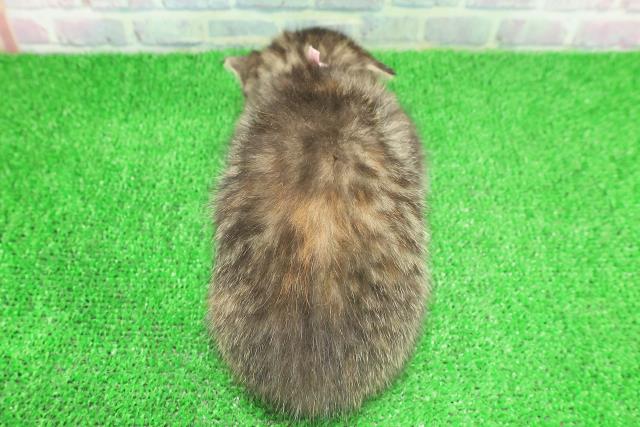 東京都のミヌエット (Coo&RIKU自由が丘店/2025年11月23日生まれ/女の子/ブラウンパッチドタビー)の子猫の4枚目の画像