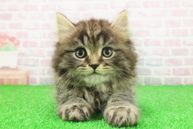 東京都のサイベリアン (Coo&RIKU大久保店/2025年11月23日生まれ/男の子/ブラウンタビー)の子猫の1枚目の画像