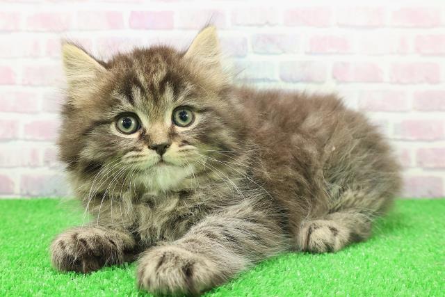 東京都のサイベリアン (Coo&RIKU大久保店/2025年11月23日生まれ/男の子/ブラウンタビー)の子猫の2枚目の画像