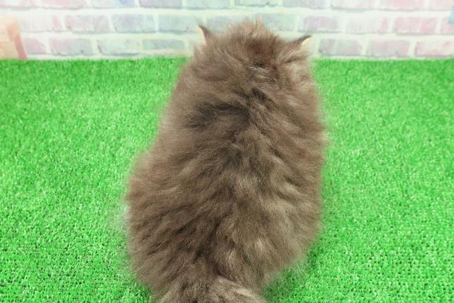 東京都のサイベリアン (Coo&RIKU大久保店/2025年11月23日生まれ/男の子/ブラウンタビー)の子猫の4枚目の画像