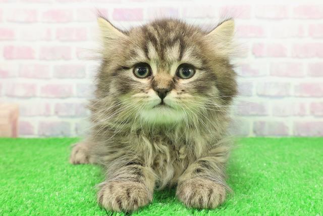 茨城県のサイベリアン (Coo&RIKU水戸店/2025年11月23日生まれ/男の子/ブラウンタビー)の子猫の1枚目の画像