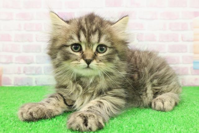 茨城県のサイベリアン (Coo&RIKU水戸店/2025年11月23日生まれ/男の子/ブラウンタビー)の子猫の2枚目の画像