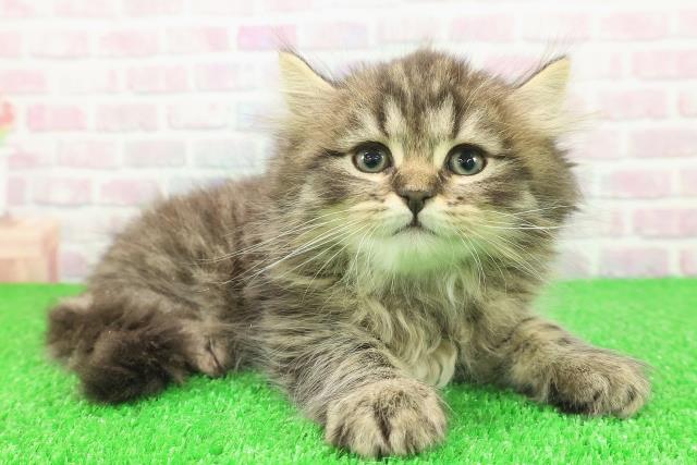 茨城県のサイベリアン (Coo&RIKU水戸店/2025年11月23日生まれ/男の子/ブラウンタビー)の子猫の3枚目の画像