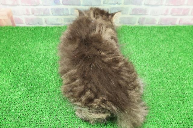 茨城県のサイベリアン (Coo&RIKU水戸店/2025年11月23日生まれ/男の子/ブラウンタビー)の子猫の4枚目の画像