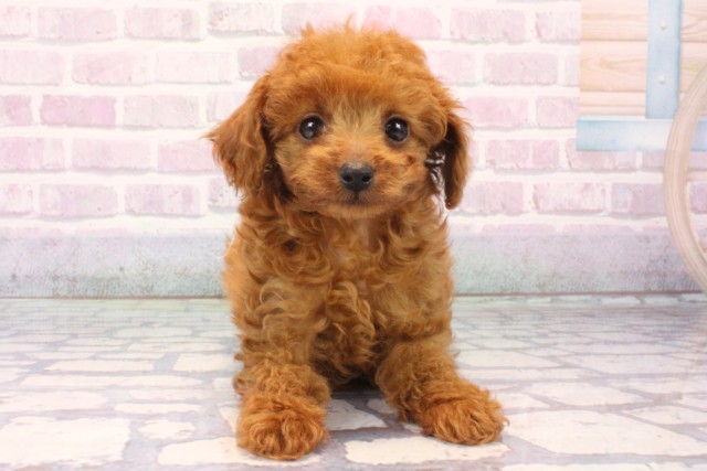 大阪府のトイプードル(ティーカップ) (Coo&RIKU枚方店/2025年11月19日生まれ/男の子/レッド)の子犬の1枚目の画像