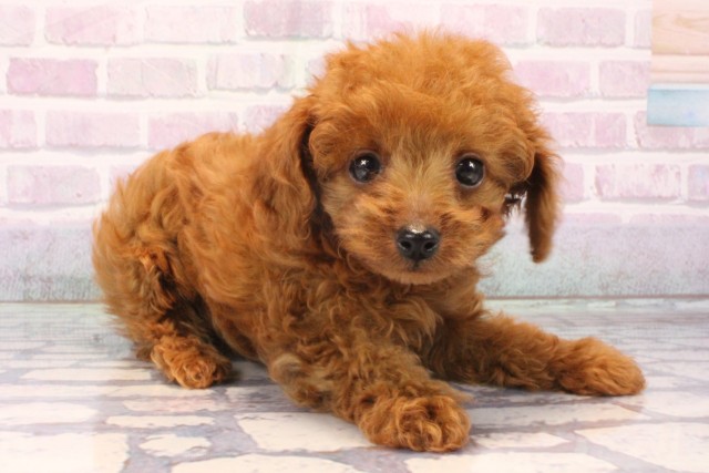 大阪府のトイプードル(ティーカップ) (Coo&RIKU枚方店/2025年11月19日生まれ/男の子/レッド)の子犬の2枚目の画像