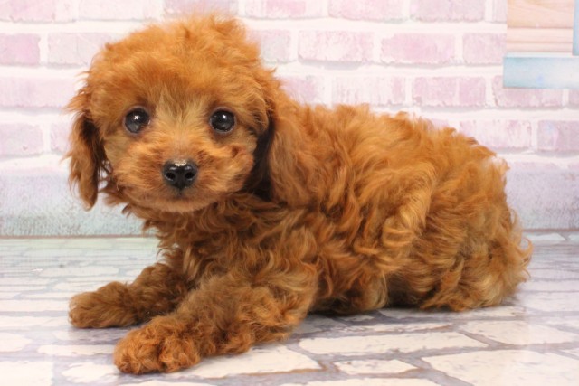 大阪府のトイプードル(ティーカップ) (Coo&RIKU枚方店/2025年11月19日生まれ/男の子/レッド)の子犬の3枚目の画像