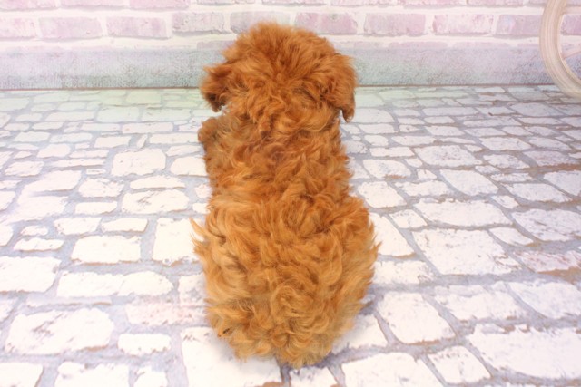 大阪府のトイプードル(ティーカップ) (Coo&RIKU枚方店/2025年11月19日生まれ/男の子/レッド)の子犬の4枚目の画像