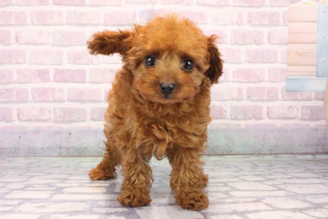 大阪府のトイプードル(ティーカップ) (Coo&RIKU松原店/2025年11月19日生まれ/男の子/レッド)の子犬の1枚目の画像