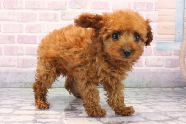 大阪府のトイプードル(ティーカップ) (Coo&RIKU松原店/2025年11月19日生まれ/男の子/レッド)の子犬の2枚目の画像