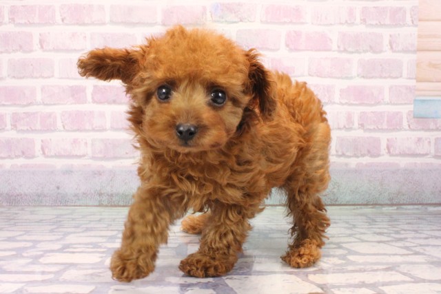 大阪府のトイプードル(ティーカップ) (Coo&RIKU松原店/2025年11月19日生まれ/男の子/レッド)の子犬の3枚目の画像