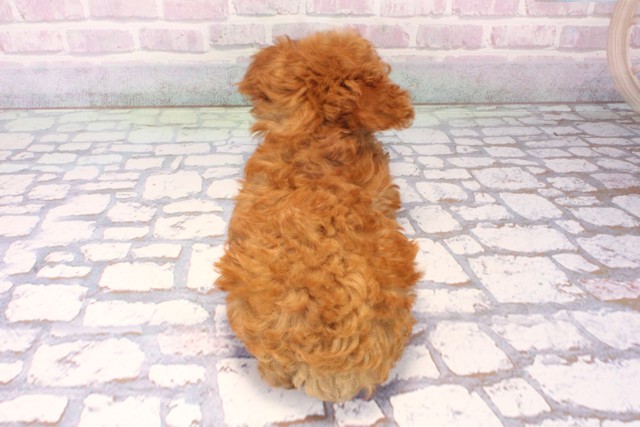 大阪府のトイプードル(ティーカップ) (Coo&RIKU松原店/2025年11月19日生まれ/男の子/レッド)の子犬の4枚目の画像