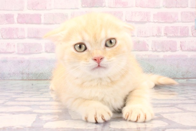 大阪府のマンチカン (Coo&RIKU阿倍野店/2025年11月22日生まれ/男の子/クリームタビー)の子猫の1枚目の画像