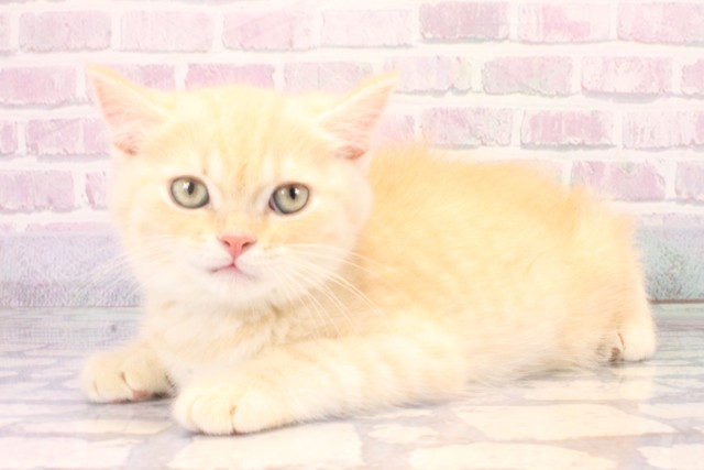 大阪府のマンチカン (Coo&RIKU阿倍野店/2025年11月22日生まれ/男の子/クリームタビー)の子猫の3枚目の画像