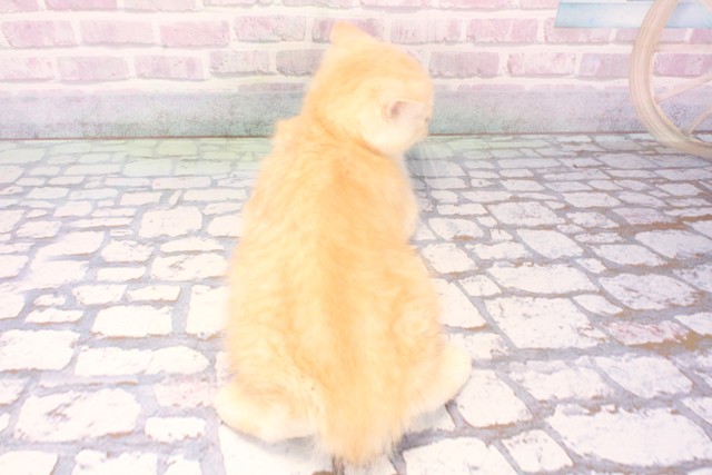 大阪府のマンチカン (Coo&RIKU阿倍野店/2025年11月22日生まれ/男の子/クリームタビー)の子猫の4枚目の画像