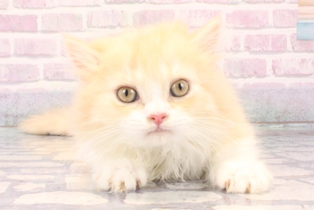 兵庫県のマンチカン (Coo&RIKU尼崎店/2025年11月22日生まれ/男の子/クリームタビーホワイト)の子猫の1枚目の画像