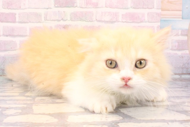 兵庫県のマンチカン (Coo&RIKU尼崎店/2025年11月22日生まれ/男の子/クリームタビーホワイト)の子猫の2枚目の画像