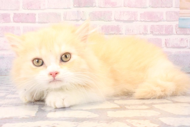 兵庫県のマンチカン (Coo&RIKU尼崎店/2025年11月22日生まれ/男の子/クリームタビーホワイト)の子猫の3枚目の画像