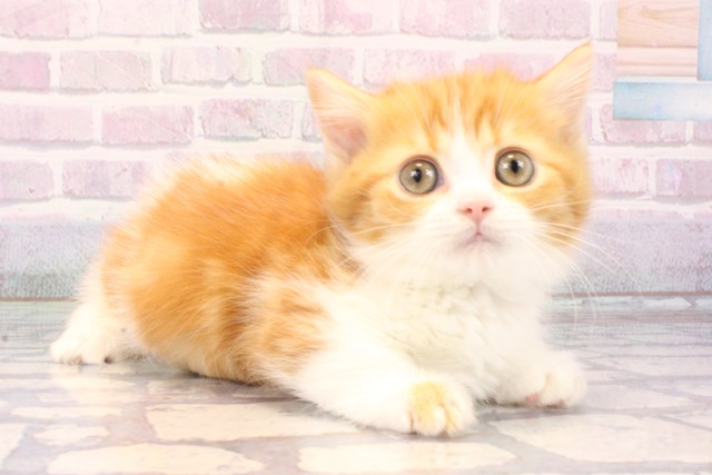 大阪府のマンチカン (Coo&RIKU高槻店/2025年11月22日生まれ/男の子/レッドタビーホワイト)の子猫の2枚目の画像