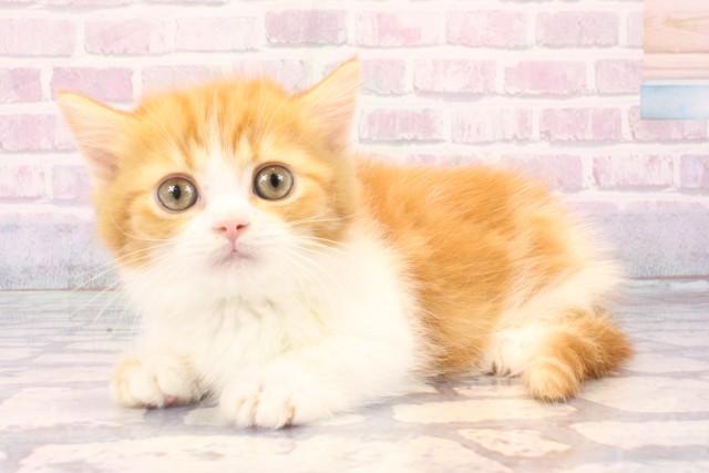 大阪府のマンチカン (Coo&RIKU高槻店/2025年11月22日生まれ/男の子/レッドタビーホワイト)の子猫の3枚目の画像