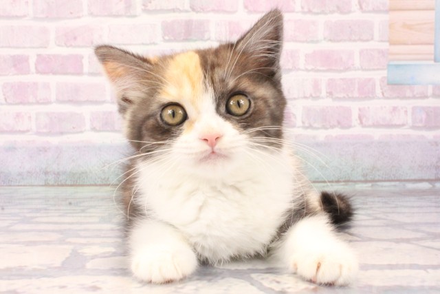 京都府のマンチカン (Coo&RIKU舞鶴店/2025年11月22日生まれ/女の子/キャリコ)の子猫の1枚目の画像