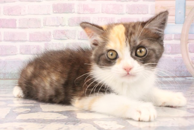 京都府のマンチカン (Coo&RIKU舞鶴店/2025年11月22日生まれ/女の子/キャリコ)の子猫の2枚目の画像