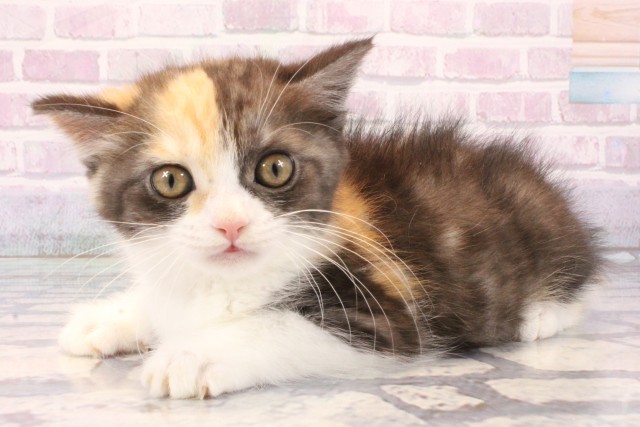 京都府のマンチカン (Coo&RIKU舞鶴店/2025年11月22日生まれ/女の子/キャリコ)の子猫の3枚目の画像