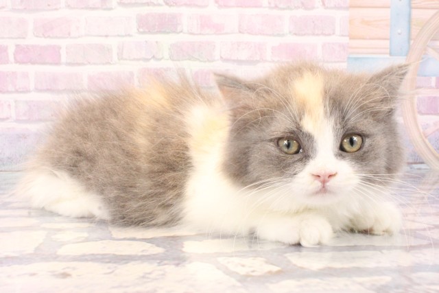 兵庫県のマンチカン (Coo&RIKU神戸東灘店/2025年11月22日生まれ/女の子/ダイリュートキャリコ)の子猫の2枚目の画像