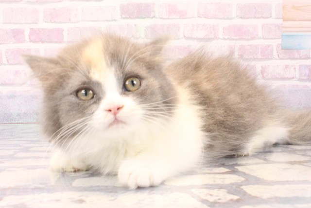 兵庫県のマンチカン (Coo&RIKU神戸東灘店/2025年11月22日生まれ/女の子/ダイリュートキャリコ)の子猫の3枚目の画像