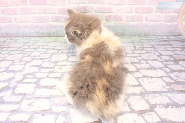 兵庫県のマンチカン (Coo&RIKU神戸東灘店/2025年11月22日生まれ/女の子/ダイリュートキャリコ)の子猫の4枚目の画像