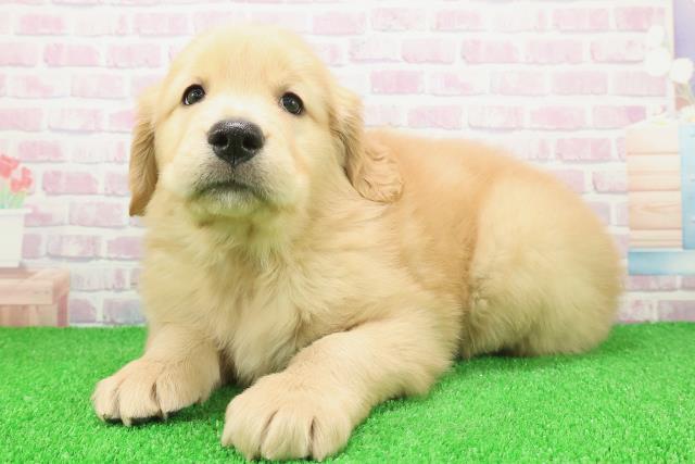 北海道のゴールデンレトリバー (Coo&RIKU札幌東店/2025年11月23日生まれ/男の子/ゴールド)の子犬の2枚目の画像