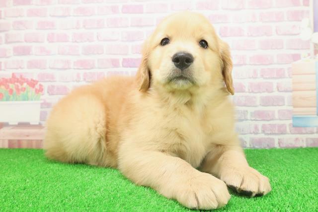 北海道のゴールデンレトリバー (Coo&RIKU札幌東店/2025年11月23日生まれ/男の子/ゴールド)の子犬の3枚目の画像