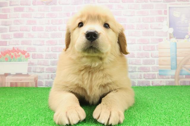 宮城県のゴールデンレトリバー (Coo&RIKU仙台太白店/2025年11月23日生まれ/女の子/ゴールド)の子犬の1枚目の画像