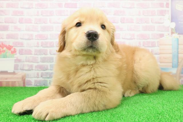 宮城県のゴールデンレトリバー (Coo&RIKU仙台太白店/2025年11月23日生まれ/女の子/ゴールド)の子犬の2枚目の画像
