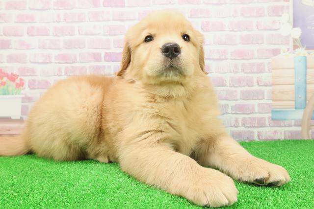 宮城県のゴールデンレトリバー (Coo&RIKU仙台太白店/2025年11月23日生まれ/女の子/ゴールド)の子犬の3枚目の画像